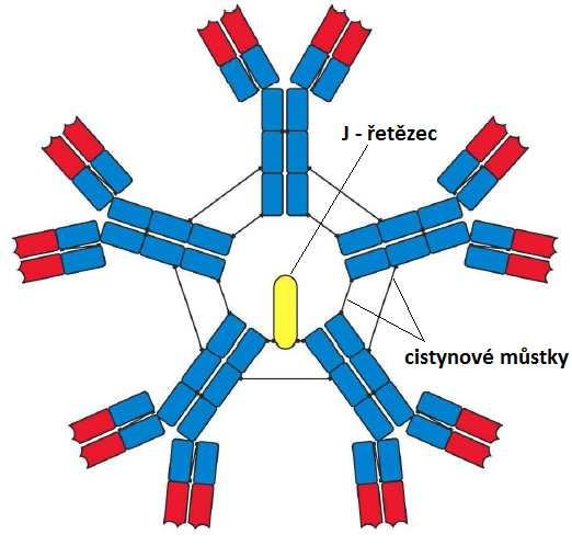 Obrázek 3: Pentamer IgM (převzato z Janeway s Immunobiology ( Murphy et al.,2007 ) Molekula IgM je pentamer, a proto aglutinuje erytrocyty přímo.