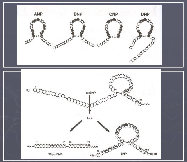 Natriuretické peptidy stimulace pro-hormon (proanp nebo probnp) aktivní