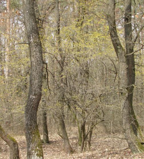 Roztroušeně se v něm uplatňuje dřín obecný (Cornus mas), kterého si nejlépe všimneme během časného jarního rozkvětu ještě před začátkem olisťování lesa.