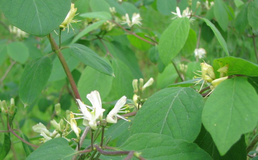 Charakteristický je mnohde zimolez obecný (Lonicera xylosteum).