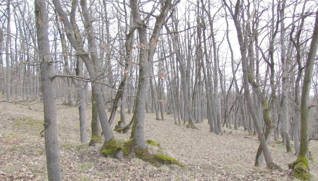 V porostu jsou dodnes četné dubové hlavy upomínající na historické obhospodařování.