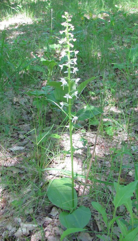 Až s jejich dokvétáním se objevují první ze zemně vyrůstající stvoly rostlin druhého druhu: vemeníku zelenavého (Platanthera chlorantha) dorůstajícího často do poněkud větších rozměrů s výškou 20-60