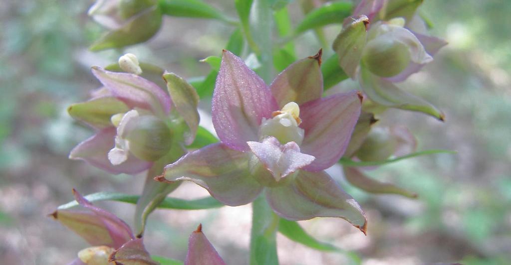 75 SIVICKÝ LES Kruštíky Poslední orchidejí rozkvétající každoročně ve zdejších lesích jsou nenápadné kruštíky.