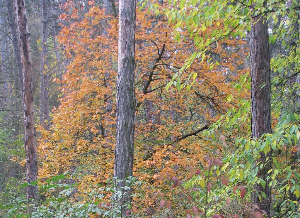 Břeky Jeřáb břek (Sorbus torminalis) je opadavý listnatý strom dorůstající výšky až kolem 15-25 metrů.