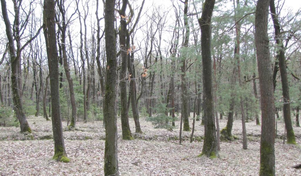 Líchy Zhruba v nejvyšší části trasy dopravníku lze západně podél něho navštívit zhruba hektarovou, asi stoletou, pařezinu dubu zimního (Quercus petraea). Další z klenotů zdejších lesů.