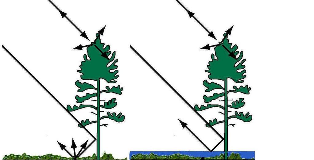 puls je odražen od vodní hladiny a kmenů stromů, výsledkem toho je silný odražený signál (Martinis, 2010) a (Townsend, 2001), který je větší než u nezaplavené vegetace (Obrázek 12).