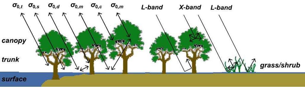 Obrázek 12: Princip odrazu v nezaplavených a zaplavených lesních plochách (Solbo; Solheim, 2004) Zpětný odraz od zaplavené vegetace je velmi složitý a je závislý na mnoha faktorech, jako jsou vlnová