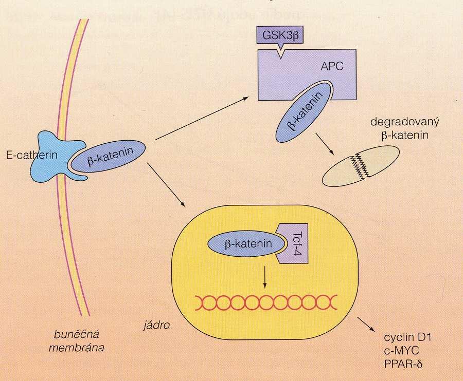 Obrázek 1 Vazbou APC genu (za účasti glykogensyntáza kinázy-3beta, GSK-3beta) s beta-kateninem dochází k degradaci beta-kateninu.