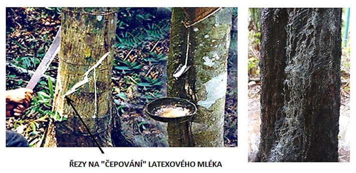 Přírodní kaučuk (NR) Přírodní kaučuk je obsažen v řadě rostlin ve formě latexu. Nejvýznamnějším zdrojem přírodního kaučuku z hlediska hospodářského je strom Hevea brazilienis.