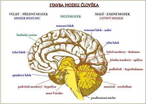 koordinovaly hodiny periferní ke zhruba stejnému času. V tom smyslu jsou nezastupitelné. Periferní hodiny nejsou schopny tedy udržet denní oscilace po delší časové období.