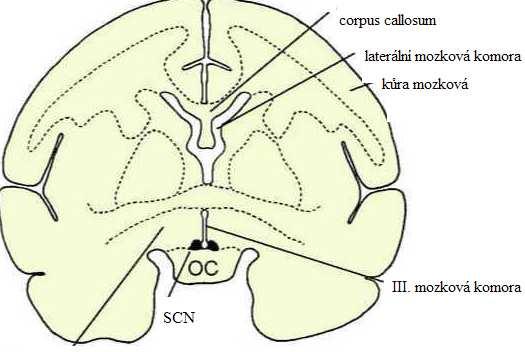 Obr. 8 Znázornění polohy SCN v lidském mozku.