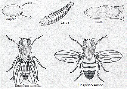 2.5 Molekulární základ cirkadiánních rytmů Molekulární biologie pokročila natolik, že byly izolovány geny, které jsou zodpovědné za cirkadiánní rytmicitu.