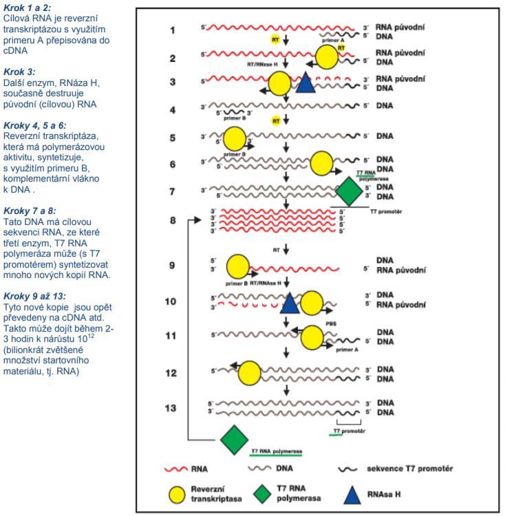 Stanovení virů v potravinách 4.1.2. NASBA (Nucleic Acid Sequence-Based Amplification) Metoda NASBA je poměrně nová metoda, byla vyvinuta v roce 1991, umožňující amplifikaci RNA.