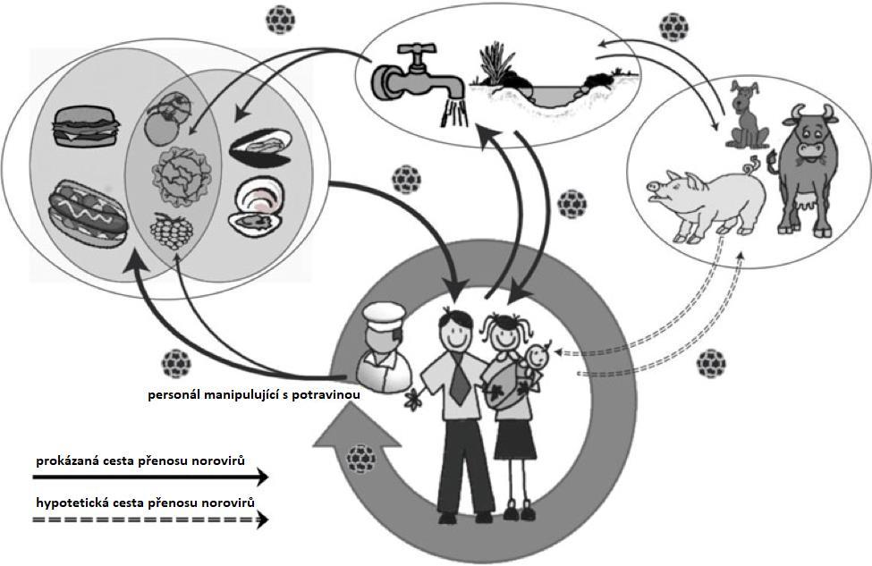 Viry Obrázek 2: Cesty přenosu norovirů (zdroj: URL 2, upraveno) 1.