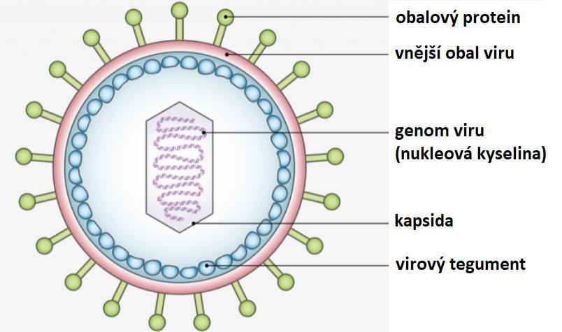 Viry Obrázek 3: Stavba virionu obaleného viru (zdroj: URL 3) 1.2.1. Genom viru Podle typu genomu rozlišujeme DNA a RNA viry.