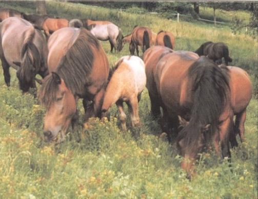 Huculský kůň Foto Martina Kosová Současný stav genetického zdroje Stav genetického zdroje huculský kůň se v zásadě nezměnil, stěžejní m zůstává problém v obratu základního stáda klisen.
