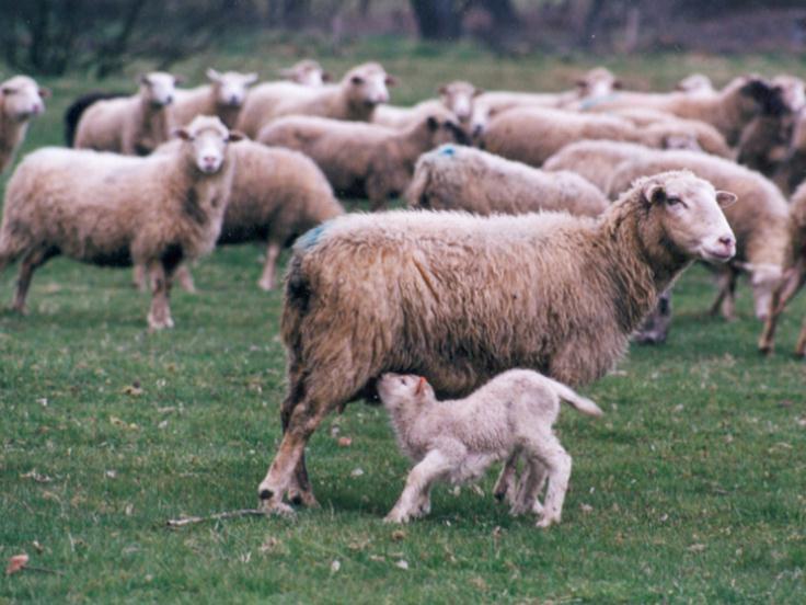 OVCE Šumavská ovce foto Michal Milerski Stav populace V roce 2017 bylo v rámci kontroly užitkovosti v ČR chováno 2476 bahnic šumavské ovce.