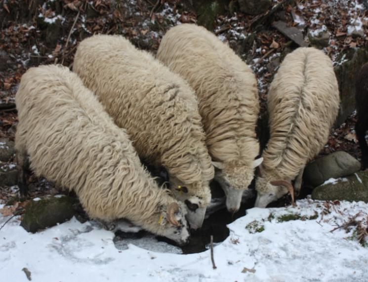 Valašská ovce foto Michal Milerski Stav populace V roce 2017 bylo v rámci kontroly užitkovosti evidováno 1077 čistokrevných bahnic valašské ovce chovaných v 48 chovech.
