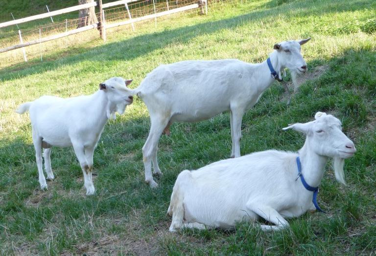 KOZY Bílá krátkosrstá koza Hnědá krátkosrstá koza foto Jitka Pikousová Podle údajů ČSÚ se celkové stavy koz meziročně opět zvýšily (více než 28 000), ale na tomto zvýšení se podílí hlavně rostoucí