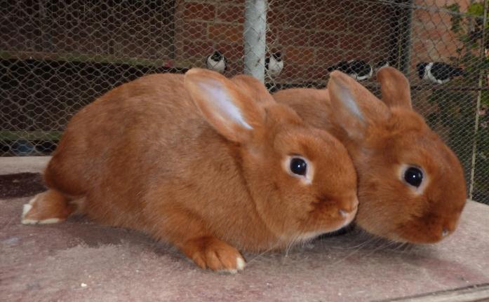 KRÁLÍCI Stav populací Do genetických zdrojů králíků v roce 2017 bylo zařazeno všech 7 národních plemen králíků, tj.