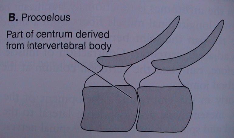 (Chondrichthyes,