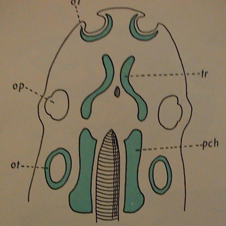 Lebka CRANIUM V.