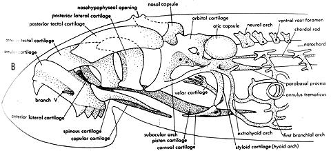 ethmosphenoidale, praesphenoid, basisphenoid +