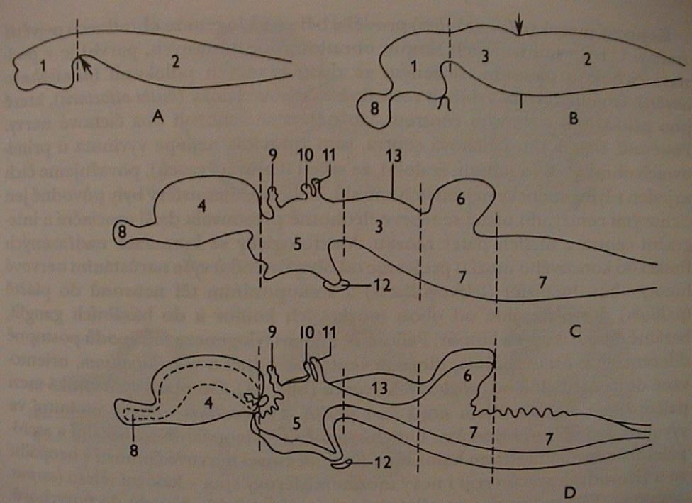 NS = CNS + periferní nervstvo mozek mícha míšní hlavové (10, 12) vegetativní systém: sympaticus a parasympaticus pallium striatum V. Morfologie obratlovců 4.