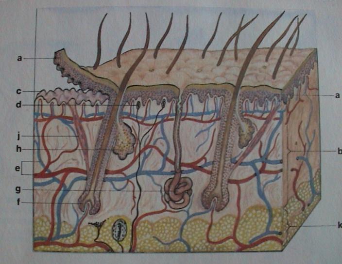 ektoblastu škára (corium, dermis) z