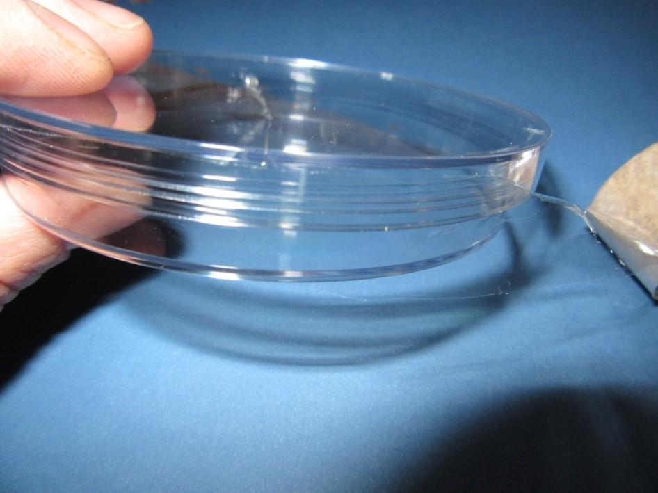 Obrázek 24 - Potravinová fólie uzavírající Petriho misku (zdroj: archiv autora) Druhou úlohou je ověření výskytu mikroskopických hub v půdě. K této úloze je potřeba donést vzorek půdy.