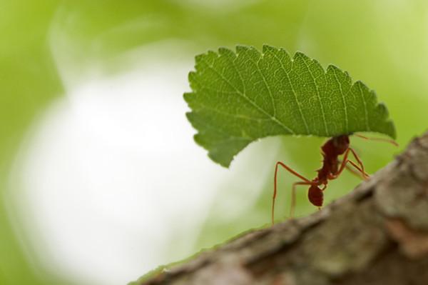 Specializace mravenců Řezači Nosiči Žvýkači