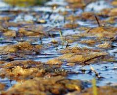 THE DROUGHT MANAGEMENT PLAN IN THE CZECH