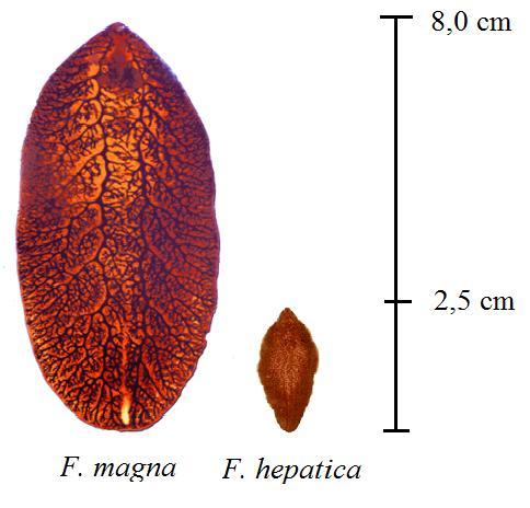 2. OBECNÁ CHARAKTERISTIKA Latinský i český název Fascioloides magna (Bassi 1875) - motolice obrovská napovídá, že její rozměry budou větší než u příbuzných druhů; F.