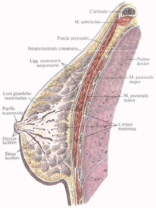 1.2 Anatomie prsu Prsy - mammae jsou párovým orgánem a zároveň největší kožní žlázou polokulovitého tvaru na přední ploše hrudníku, ve kterých je uložena mléčná žláza glandula mammae.