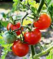 V rajčatech (Solanum lycopersicum) hlavním karotenoidem lykopen (běžně 90 % všech karotenoidů), β -karotenu je poměrně málo (do 6 mg/kg) a asi 1 mg/kg představuje γ-karoten a lutein.