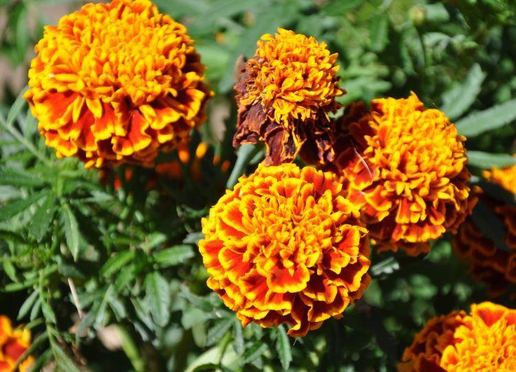 Lutein komerční využití Mexiko, Ekvádor, Peru, Indie a ČínaAksamitník vzpřímený (Tagetes erecta L.