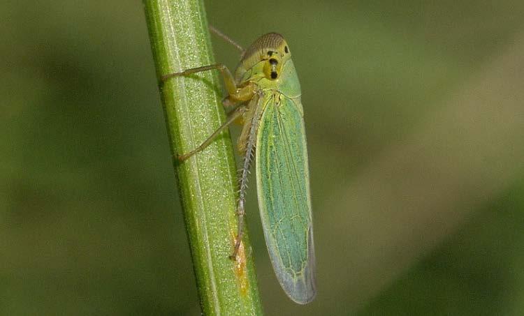 křísek zelený (Cicadella