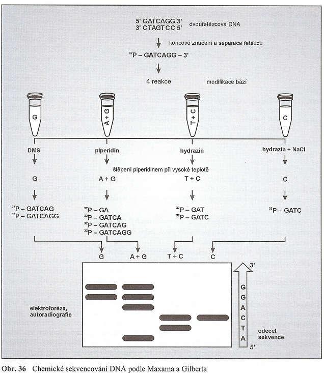 Postup: Příprava radioaktivně značené ssdna Rozdělení vzorku na čtyři: G, A+G, T+C, C Chemická modifikace (až odstranění) jednoho či dvou typů bazí v náhodných místech molekuly v každém vzorku; změna