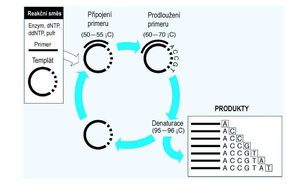 Enzymová (Sangerova) metoda založená na asymetrické PCR do reakce