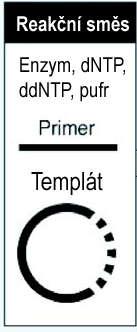 nejčastěji jeden z primerů použitých při PCR, případně oba ve dvou