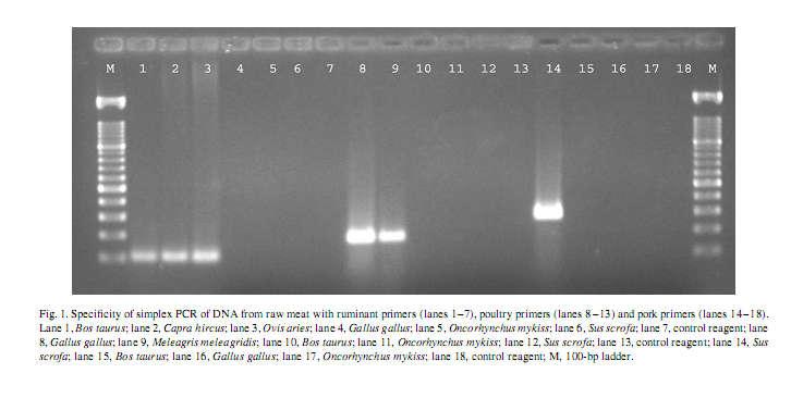 Příklad: detekce DNA přežvýkavců, drůbeže a prasat v masných výrobcích a krmivech (Dalmasso et al., 2004, Ghovvati et al.