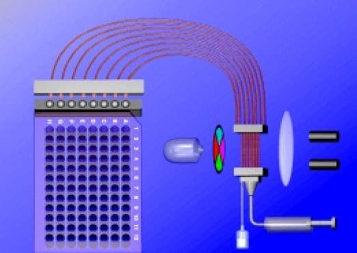 Princip detekce fragmentů Analýza fragmentů probíhá během kapilární elektroforézy pomocí detekce laserem indukované fluorescence.