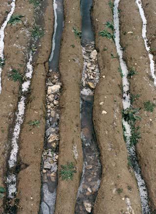 V Trojské kotlinû jsem nalezl mrazové jizvy v podobû vyzdviïen ch a proti sobû zaklesl ch pûdních ker. Jejich délka dosahovala aï 12 m.