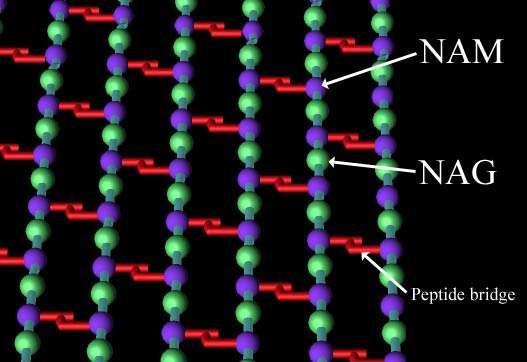 Peptidoglykan a lysozym