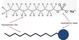 Mechanismus účinku SDS dodecylsulfát sodný aniontový detergent