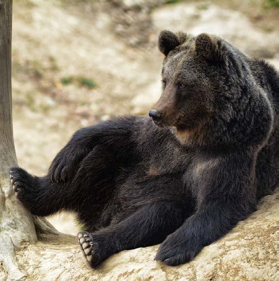 Evžen Korec, CSc. Medvěd hnědý v ZOO Tábor (foto: Ondřej Chvátal) Po nutných úpravách se veřejnosti otevřela v červnu 2015.