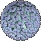 Virion HPV