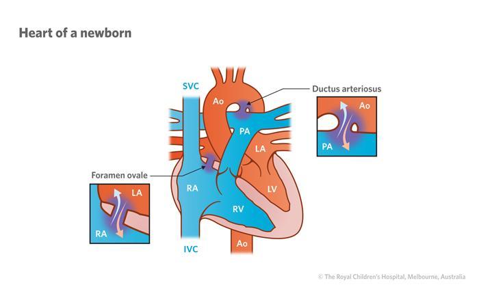 Kardiovaskulární systém Respirační