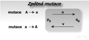 Bez ůsobení dalších faktorů (selekce) však nemají mutace možnost měnit frekvence alel.