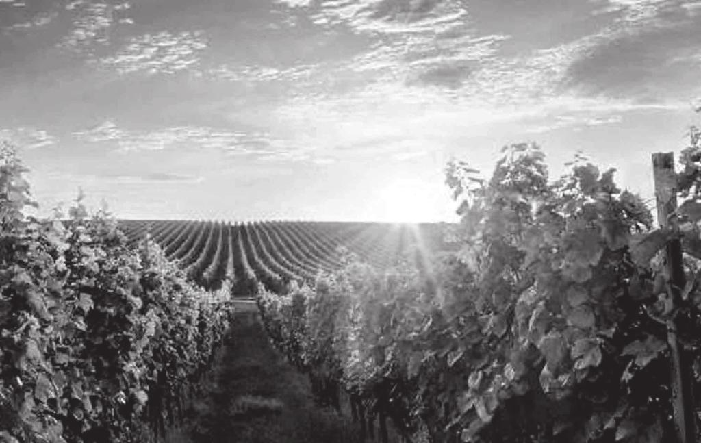 18 BUČOVICKÉ NOVINY říjen 2018 Vinařství Ing. KRČMAŘ Vlastimil nabízí odrůdová vína z vlastních vinic v Marefích u Bučovic (ve svém rodišti) a ve Ždánicích.
